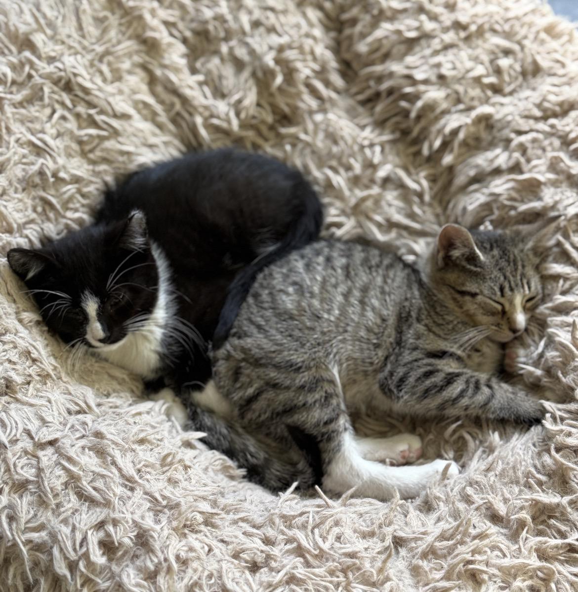Enlarge Mercedes & Martin, a ADOPTABLE mixed breed in Mendham, NJ image 5/5