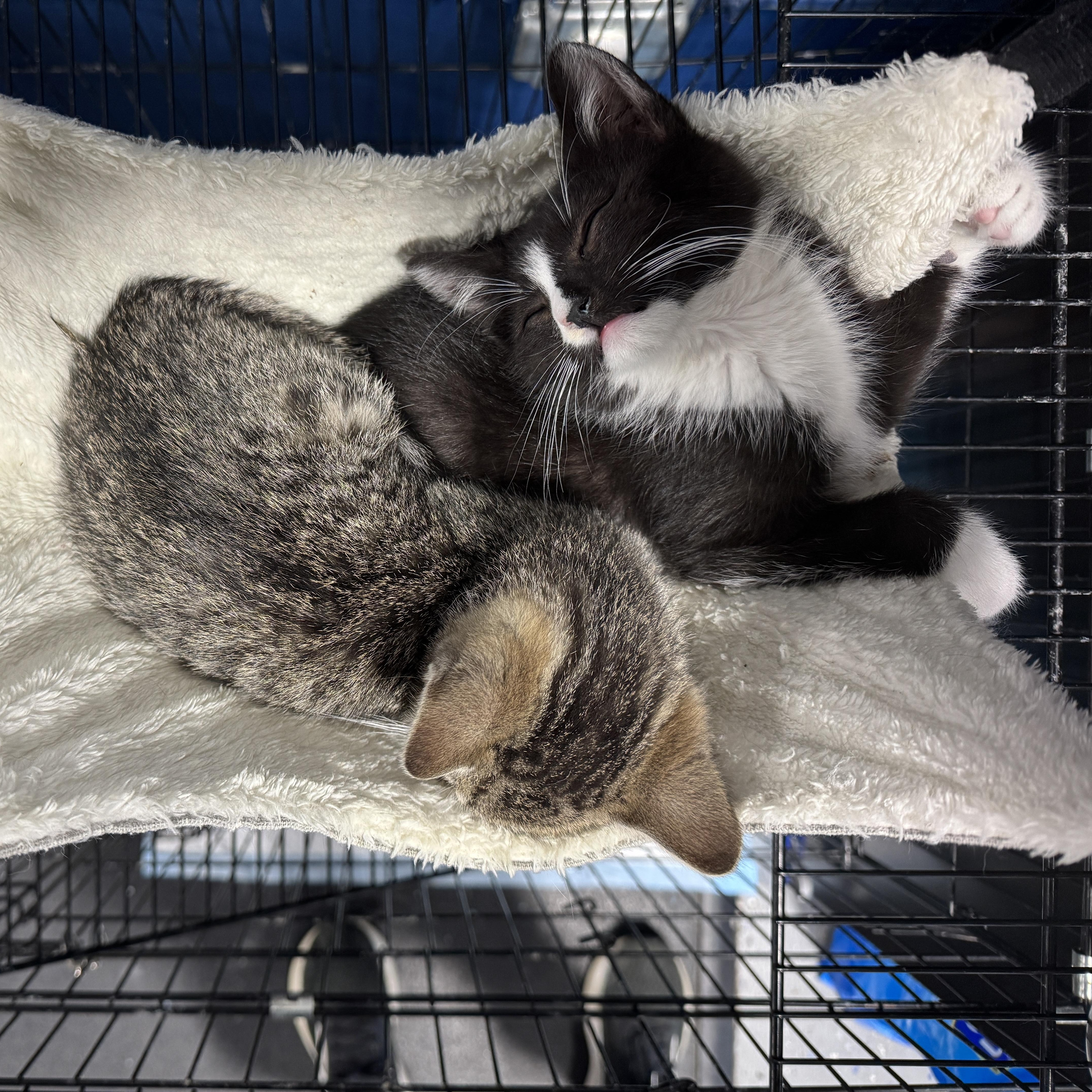 Enlarge Mercedes & Martin, a ADOPTABLE mixed breed in Mendham, NJ image 2/2