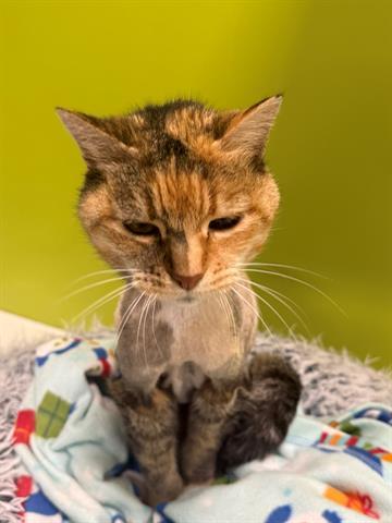 HELEN, Adoptable, Adult Female Domestic Medium Hair.
