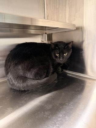 Enlarge Jack, a Adoptable mixed breed in Daphne, AL image 1/3