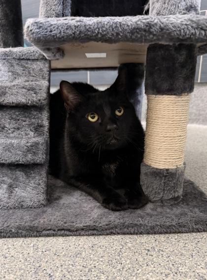 Enlarge Jack, a Adoptable mixed breed in Daphne, AL image 2/3