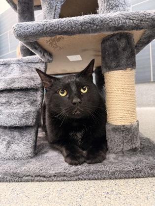 Enlarge Jack, a Adoptable mixed breed in Daphne, AL image 3/3