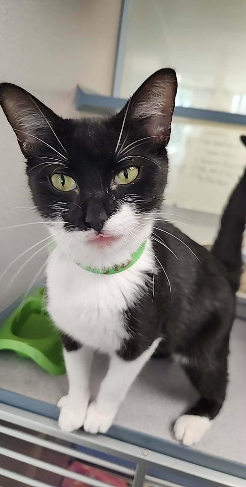 Dottie, Adoptable, Young Female Domestic Short Hair & Domestic Short Hair.
