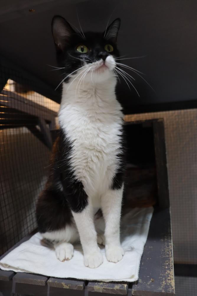 Enlarge Dottie, a Adoptable mixed breed in Seminole, FL image 2/4