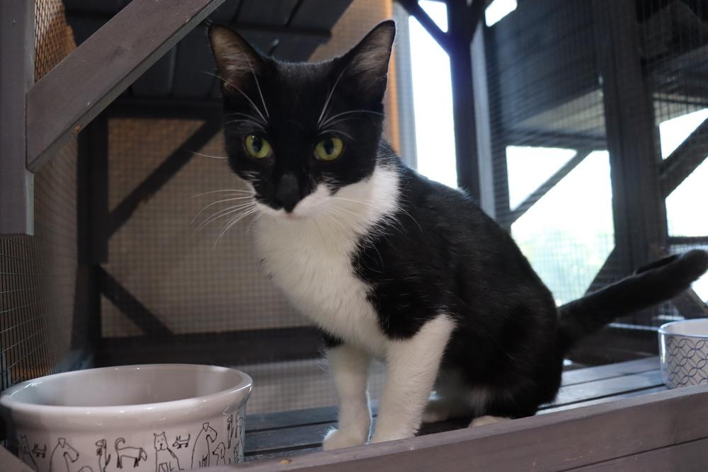 Enlarge Dottie, a Adoptable mixed breed in Seminole, FL image 3/4