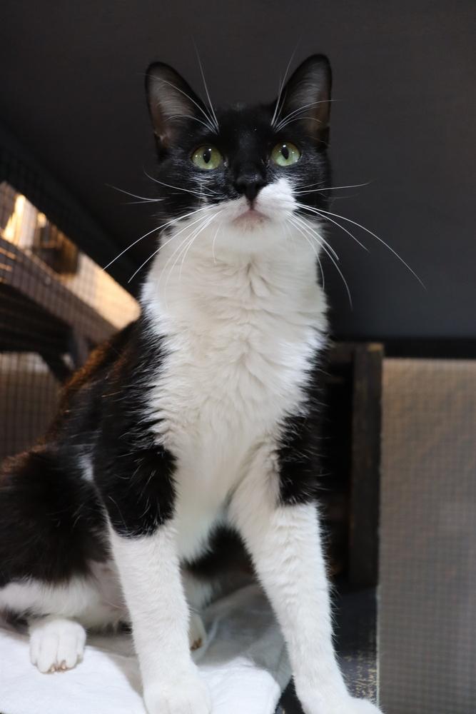 Enlarge Dottie, a Adoptable mixed breed in Seminole, FL image 4/4