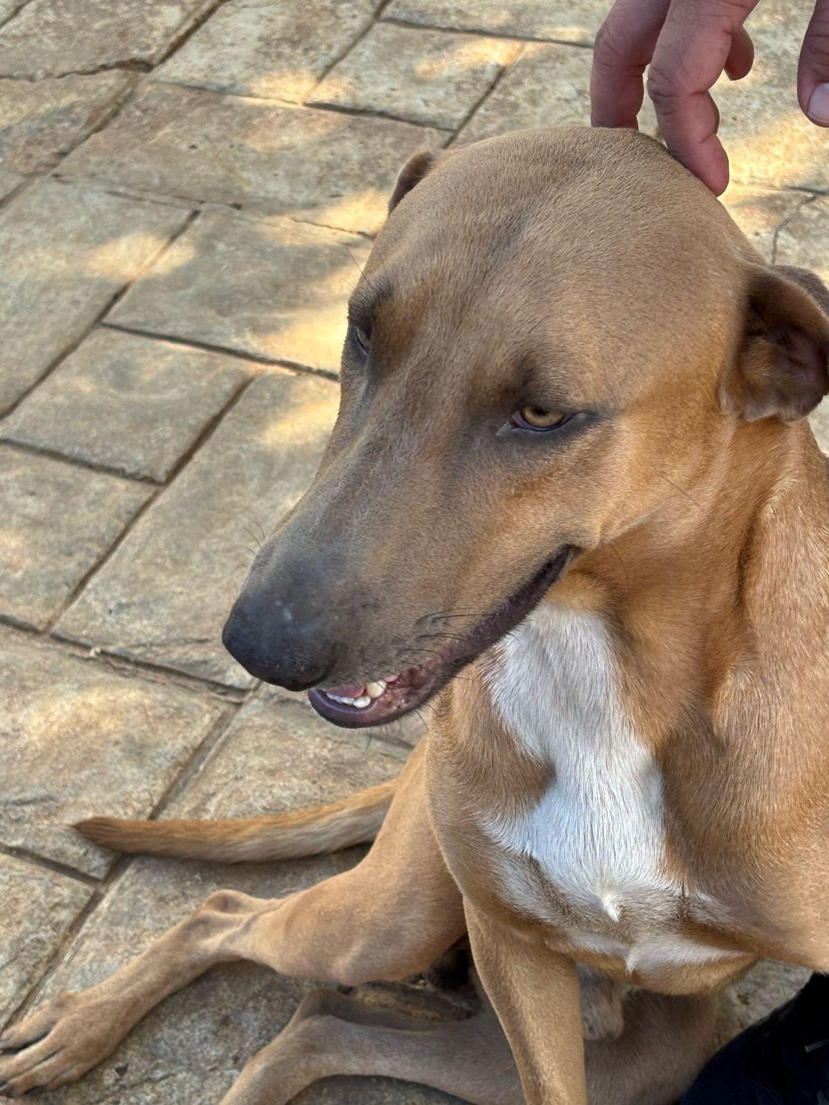 Enlarge Santi, an adopted mixed breed in Incline Village, NV image 2/5