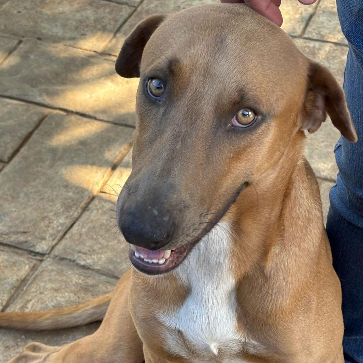 Enlarge Santi, an adopted mixed breed in Incline Village, NV image 3/5