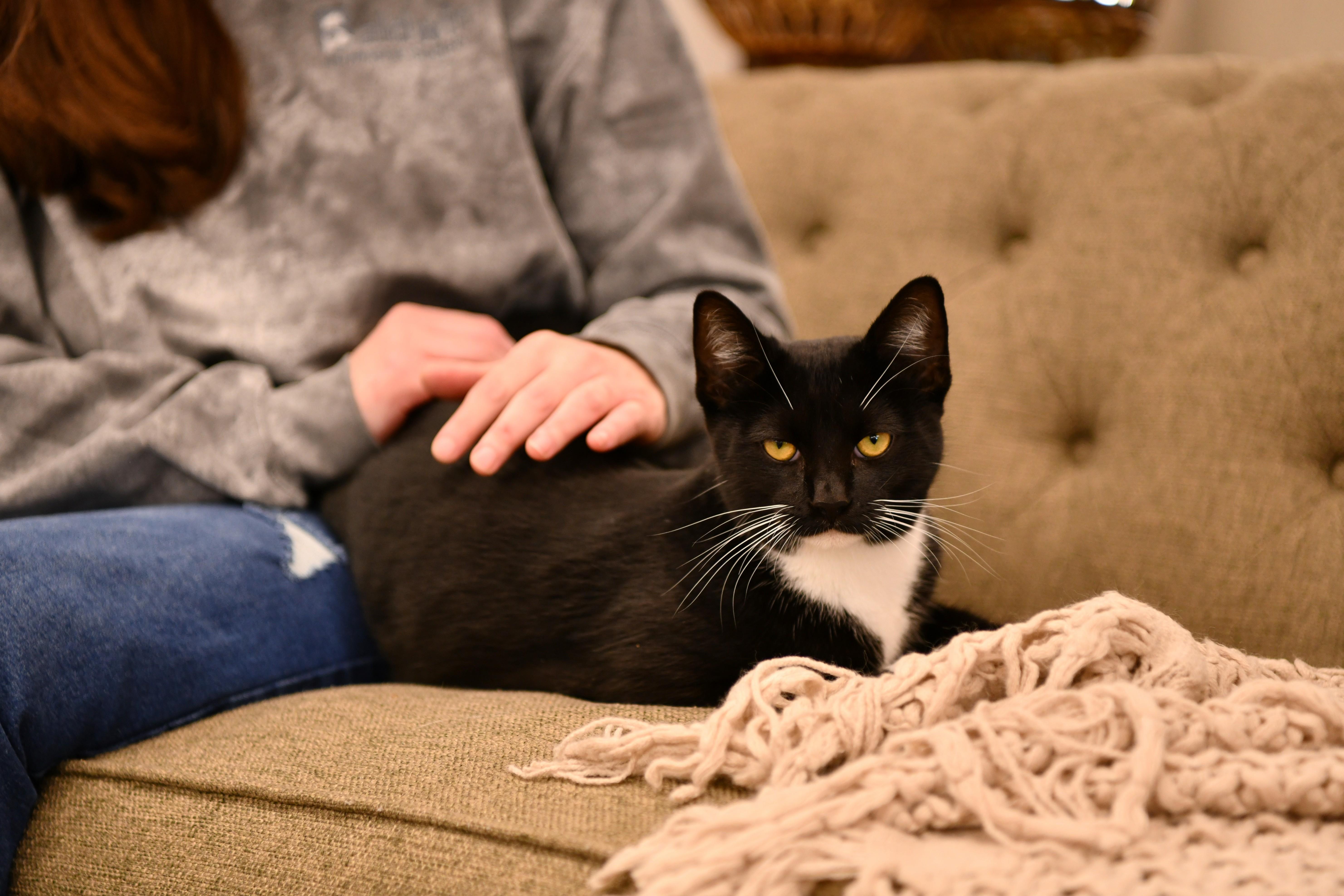 Taffy, ADOPTABLE, Young Male Domestic Short Hair.