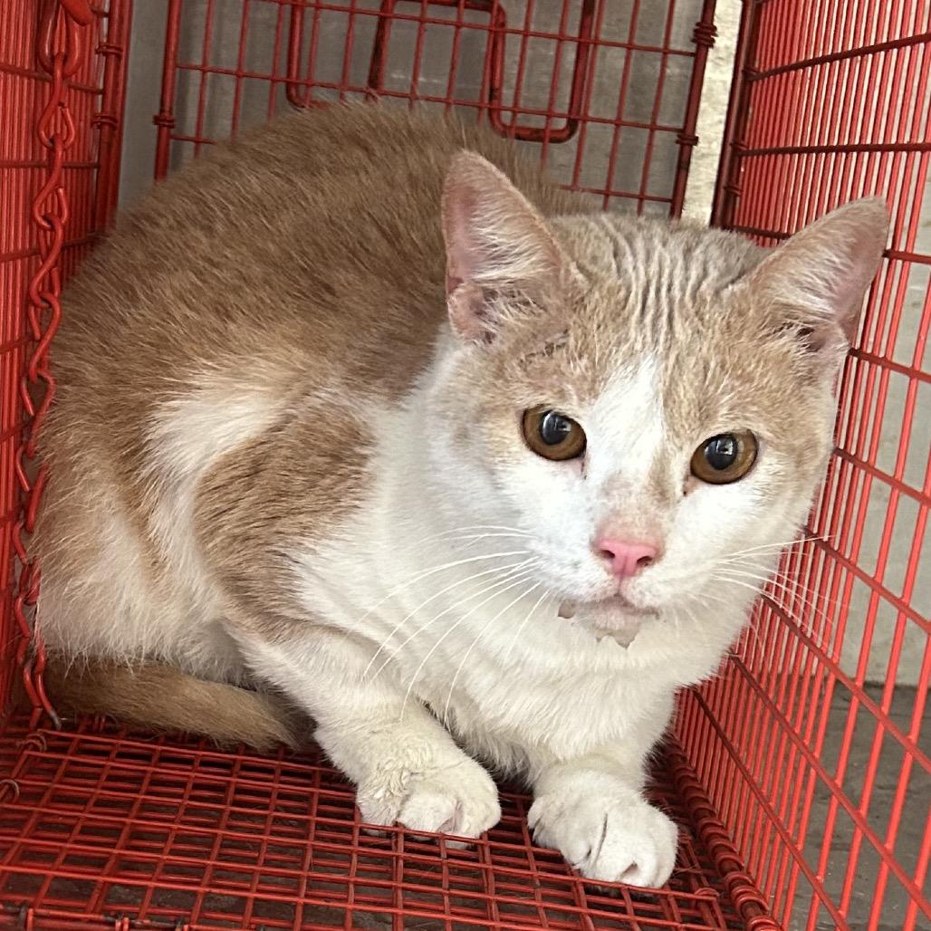 Angel — thumbnail 2