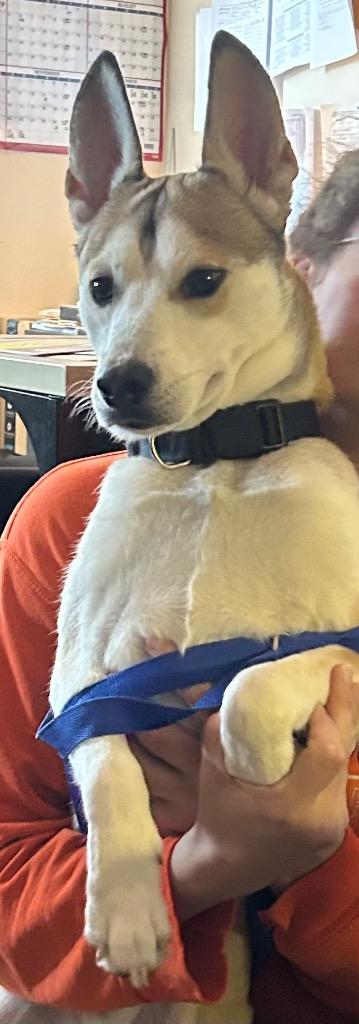 Enlarge Alfonzo, a Adoptable mixed breed in Springfield, OH image 1/1