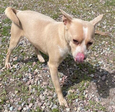 Enlarge Niko, a ADOPTABLE Chihuahua in Polson, MT image 5/5
