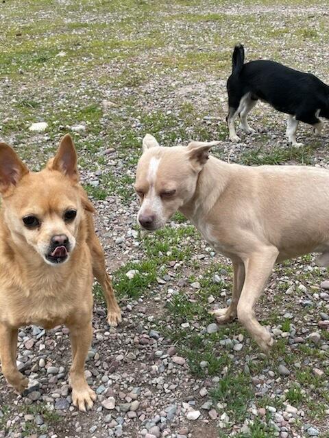 Enlarge Niko, a ADOPTABLE Chihuahua in Polson, MT image 4/5