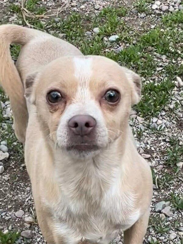 Enlarge Niko, a ADOPTABLE Chihuahua in Polson, MT image 1/5