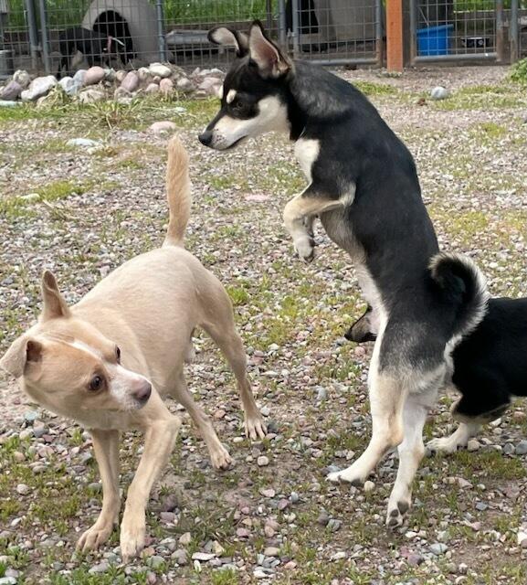 Enlarge Niko, a ADOPTABLE Chihuahua in Polson, MT image 3/5