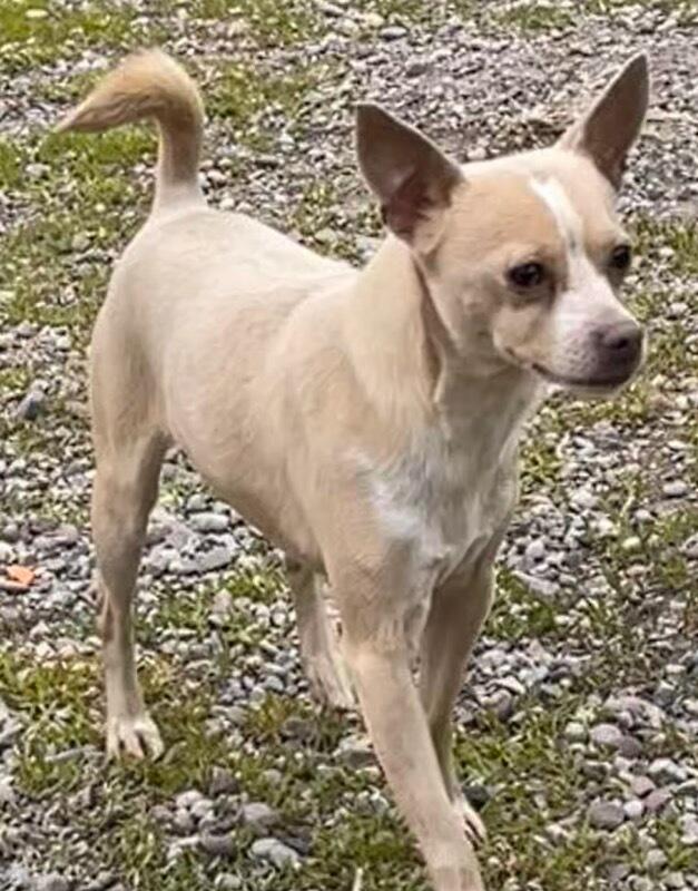 Enlarge Niko, a ADOPTABLE Chihuahua in Polson, MT image 2/5