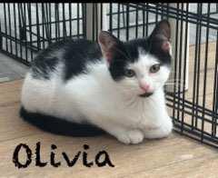 Olivia, Baby Female unknown