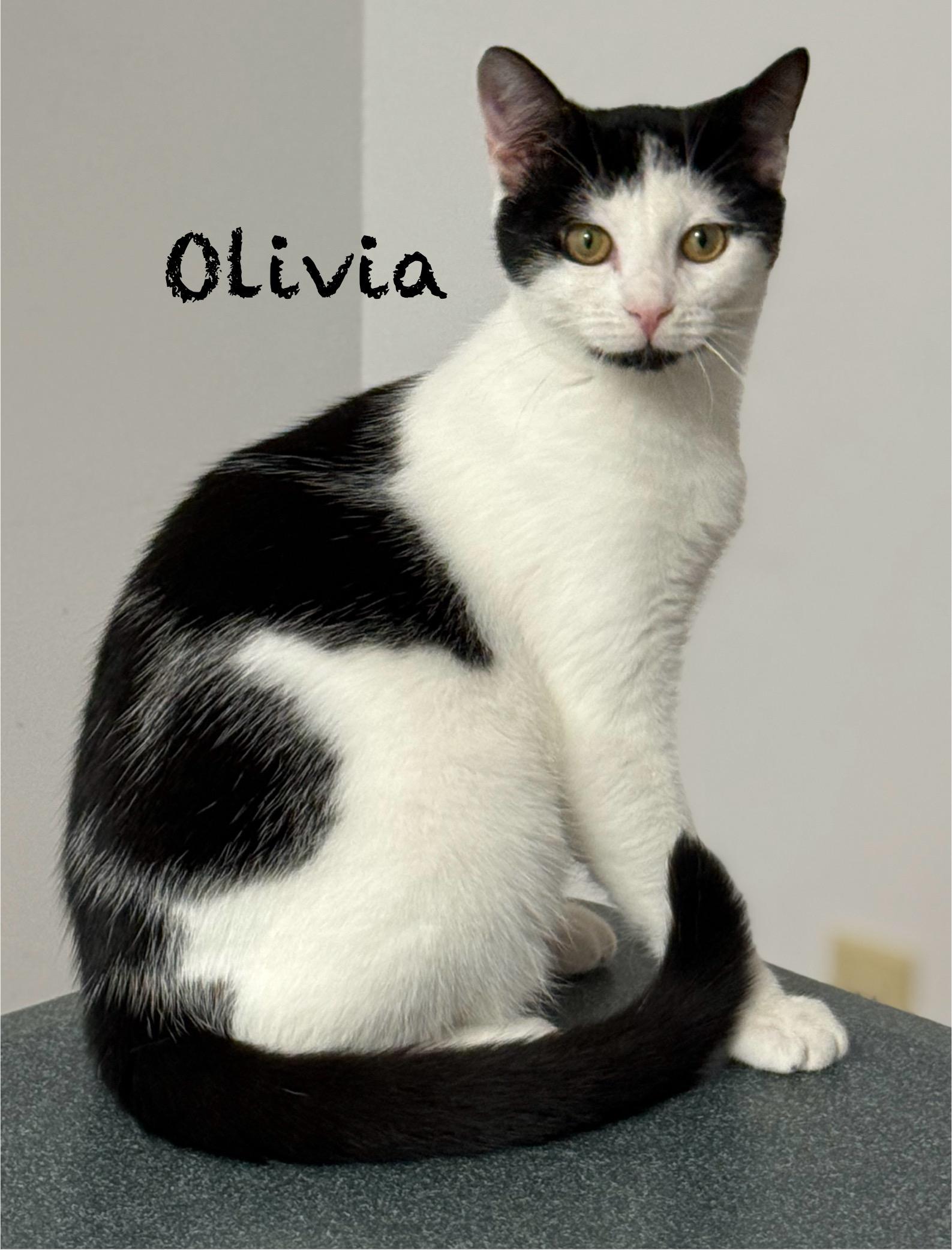 Olivia, a Adoptable Domestic Short Hair in Pawleys Island, SC image 2/2