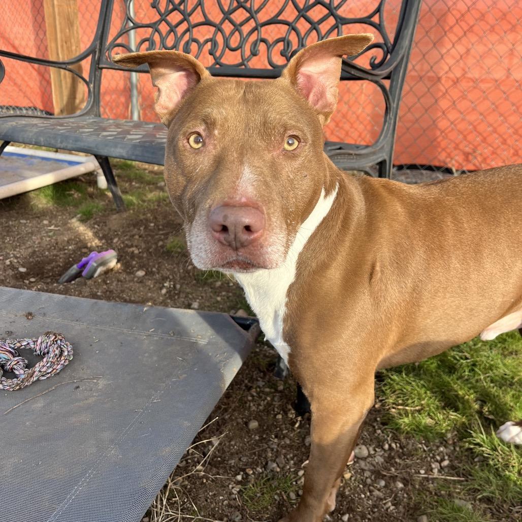 Mopar, Adoptable, Adult Male Mixed Breed.