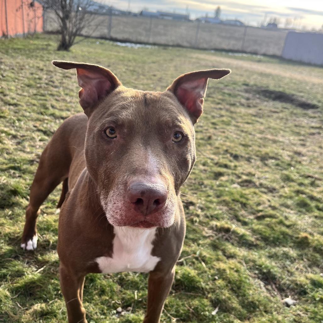 Enlarge Mopar, a Adoptable Mixed Breed in Spokane, WA image 2/3