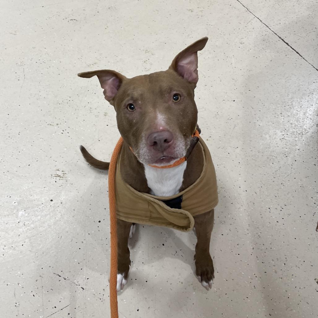 Enlarge Mopar, a Adoptable Mixed Breed in Spokane, WA image 3/3