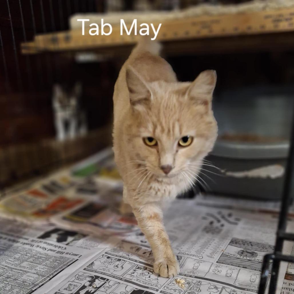 Tab May, Adoptable, Young Male Domestic Short Hair.
