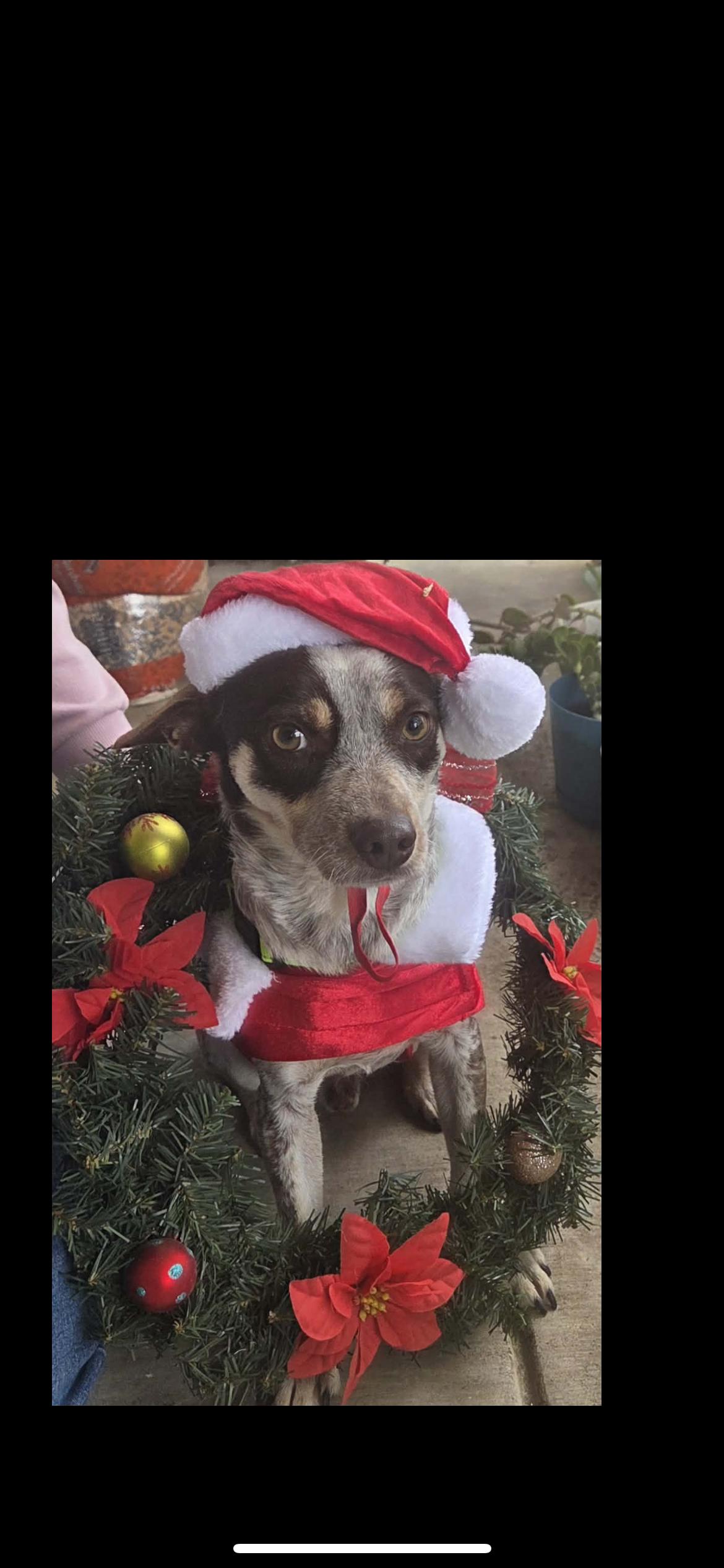 Garen , a Adoptable mixed breed in Hamden, CT image 1/6