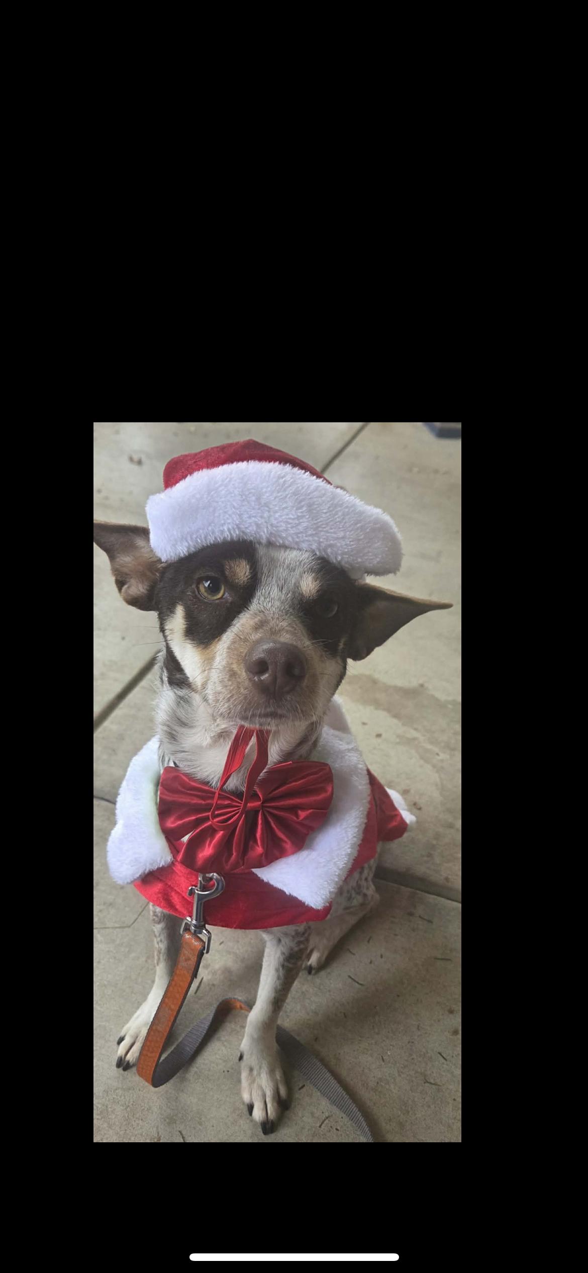 Garen , a Adoptable mixed breed in Hamden, CT image 2/6