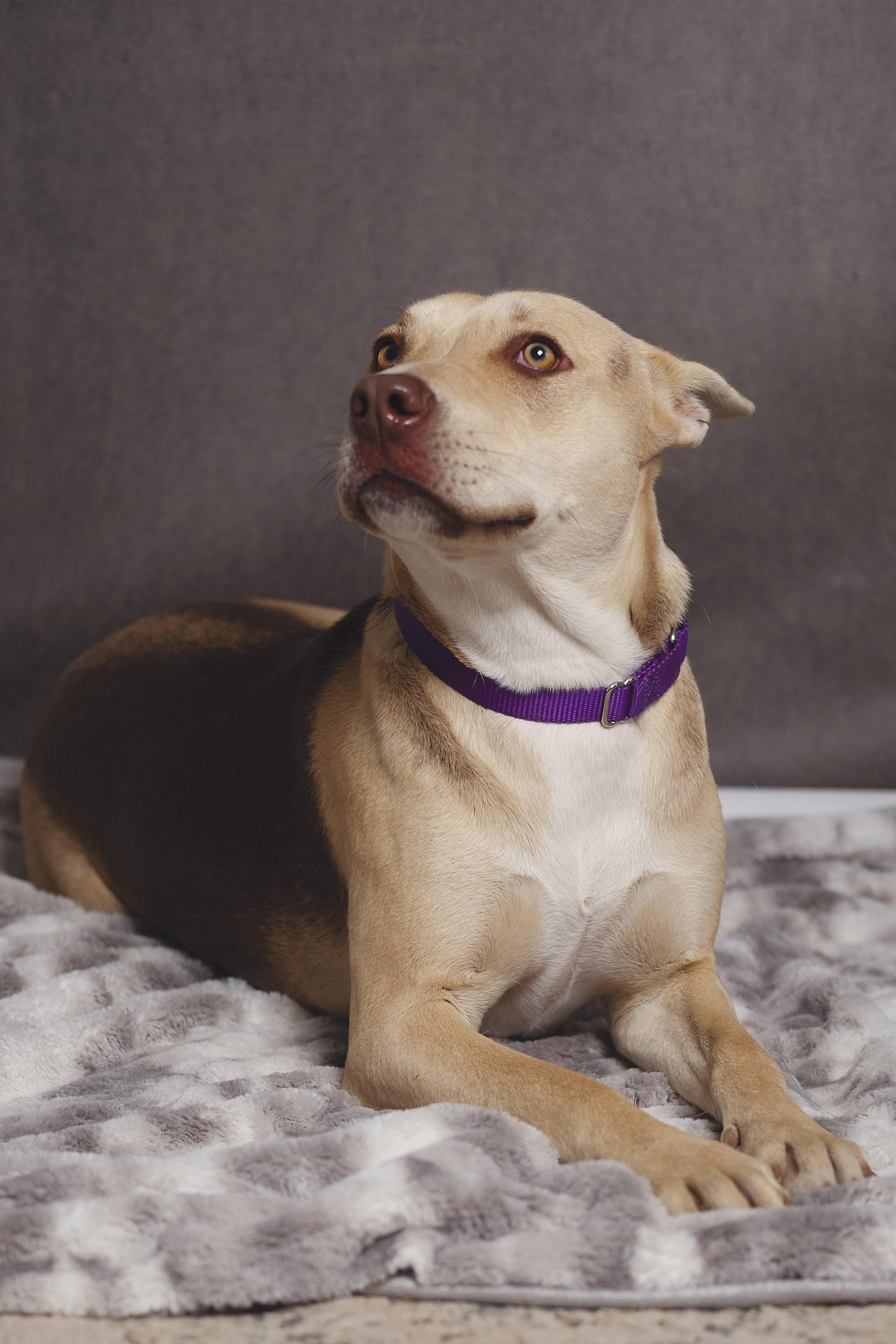 Sofia — thumbnail 2