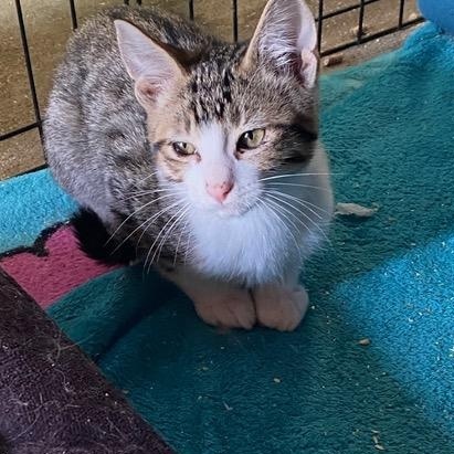Enlarge Generous, a Adoptable Tabby in Stanwood, WA image 3/3