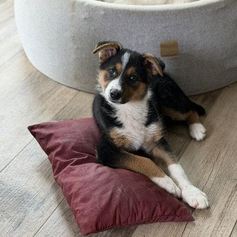**EVIE**, Adopted, Puppy Female Border Collie.
