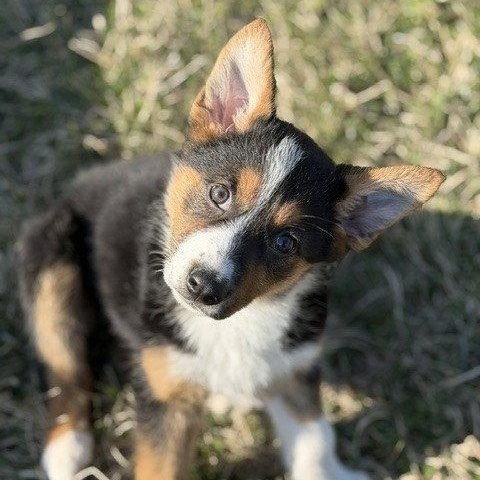 Enlarge **EVIE**, a Adopted Border Collie in North Prairie, WI image 2/3