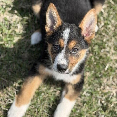 Enlarge **EVIE**, a Adopted Border Collie in North Prairie, WI image 3/3