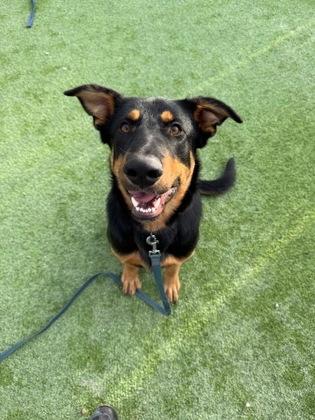 Marshall, a Adoptable mixed breed in Fresno, CA image 1/3
