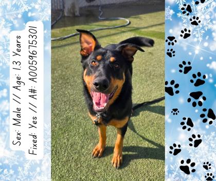 Marshall, a Adoptable mixed breed in Fresno, CA image 2/3