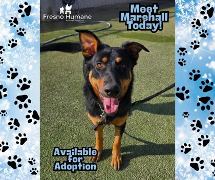 Marshall, a Adoptable mixed breed in Fresno, CA image 3/3