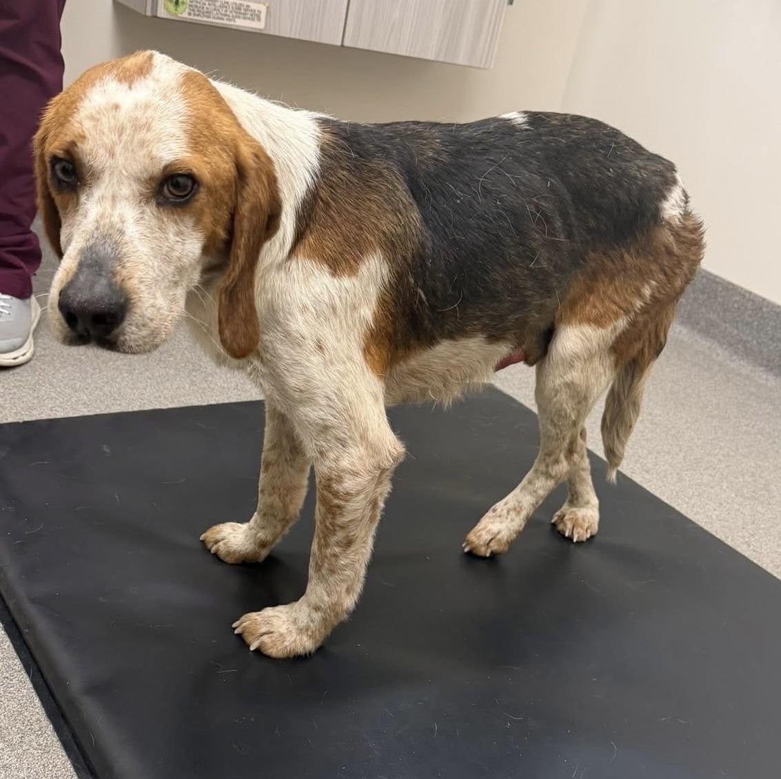 Buck, adoptable, Young Male Hound.