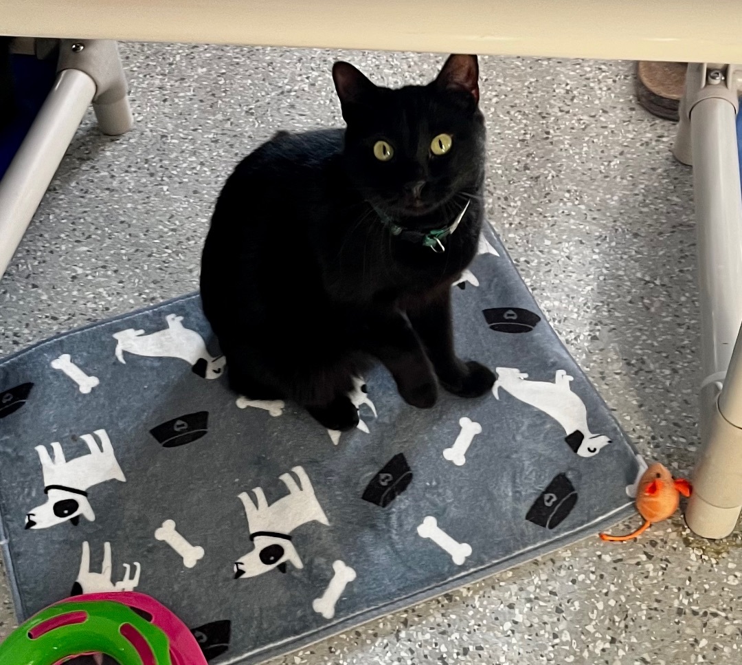 Mickey, Adoptable, Young Male Domestic Short Hair.