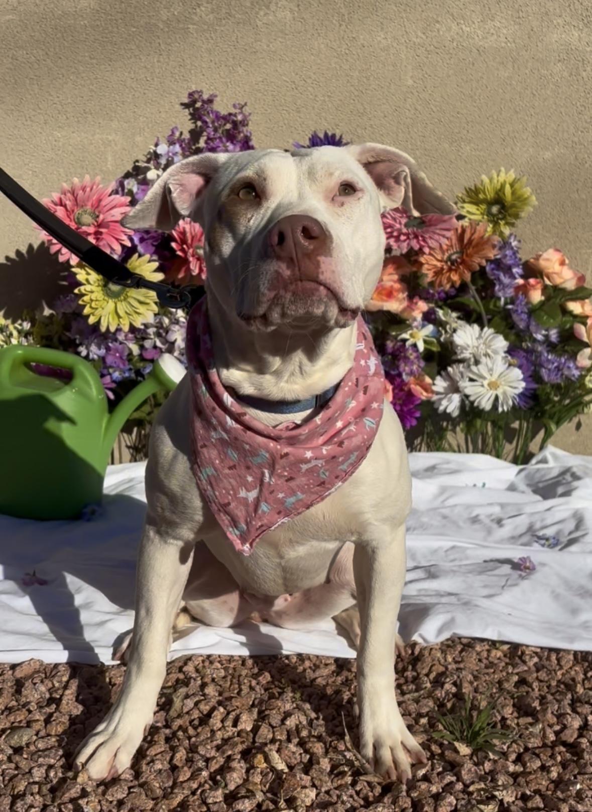 Enlarge Marigold, an adopted mixed breed in Payson, AZ image 2/3
