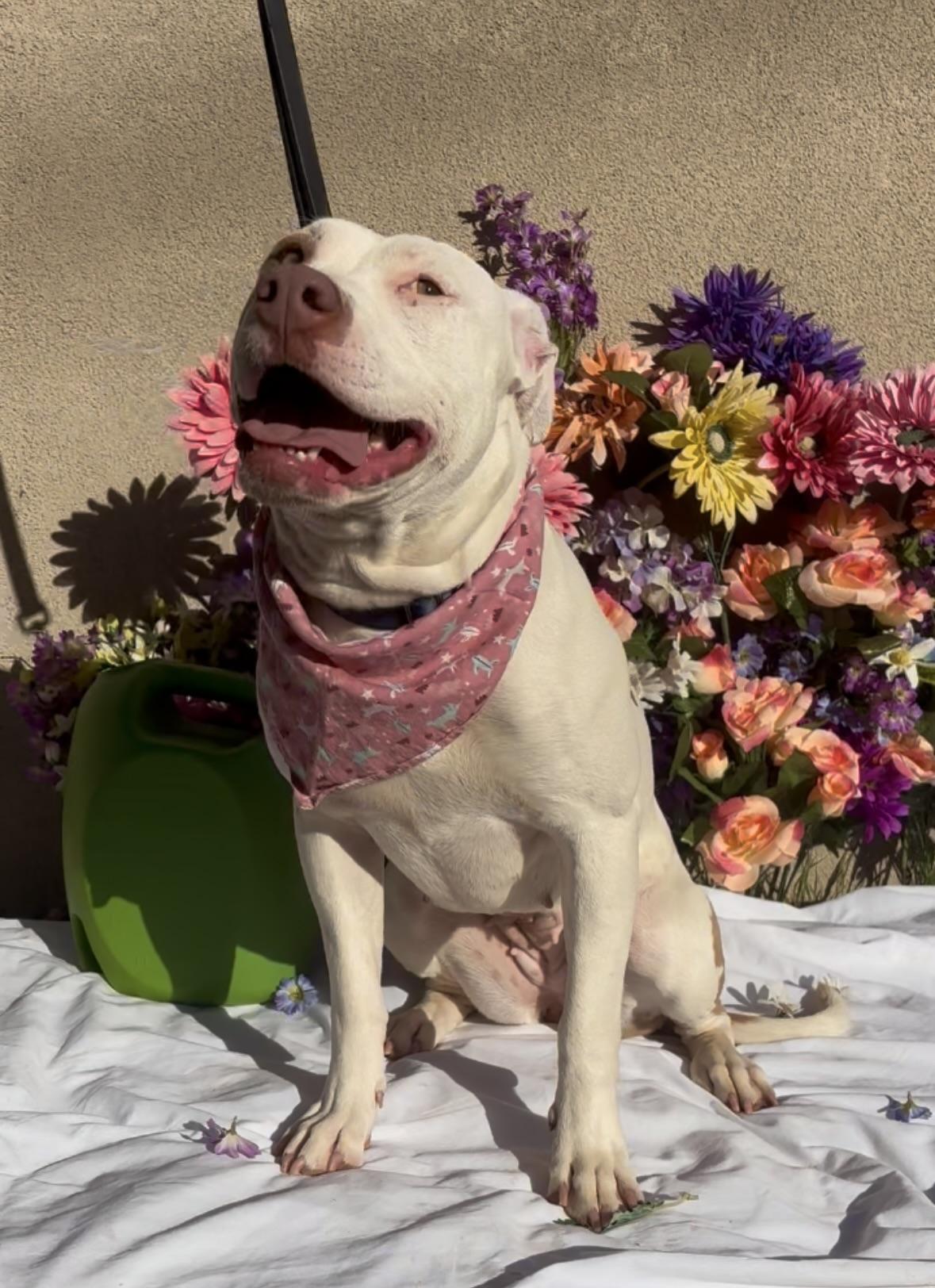 Enlarge Marigold, an adopted mixed breed in Payson, AZ image 3/3