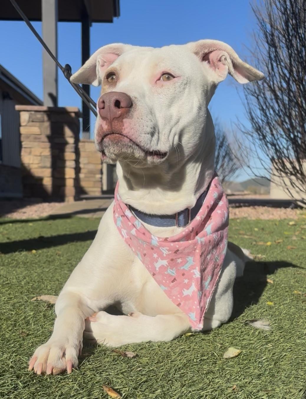 Marigold, adopted, Adult Female Pit Bull Terrier.