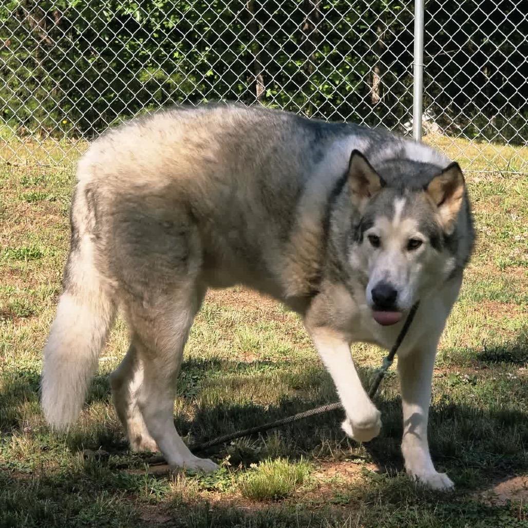 Creed, Adoptable, Adult Male Husky.