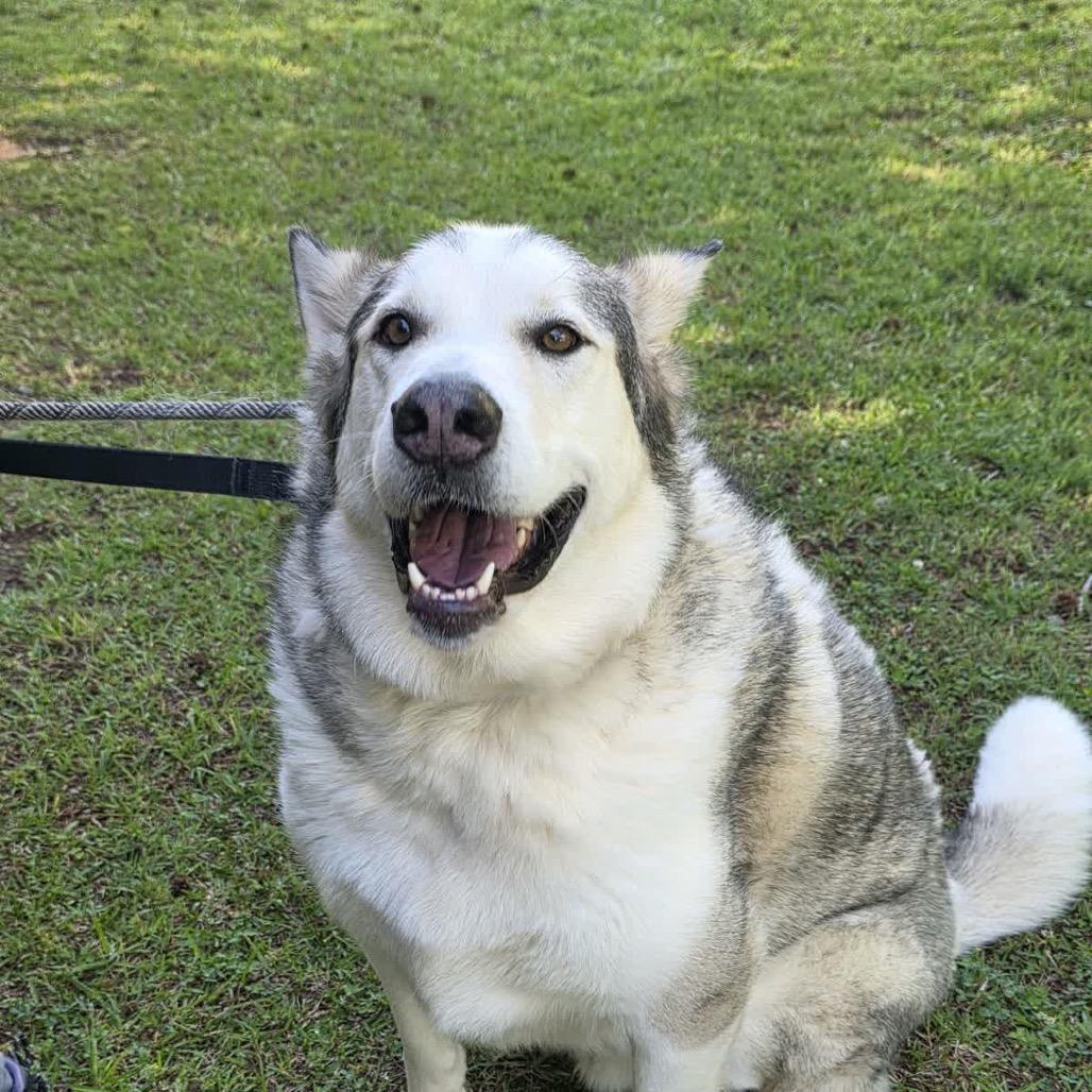 Enlarge Creed, a Adoptable Husky in Columbus, NC image 2/6