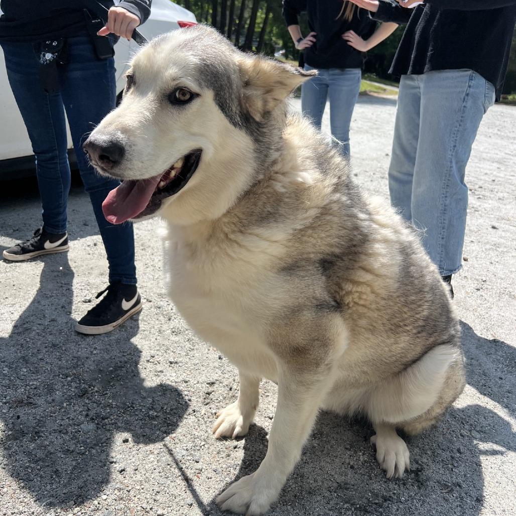 Enlarge Creed, a Adoptable Husky in Columbus, NC image 3/6