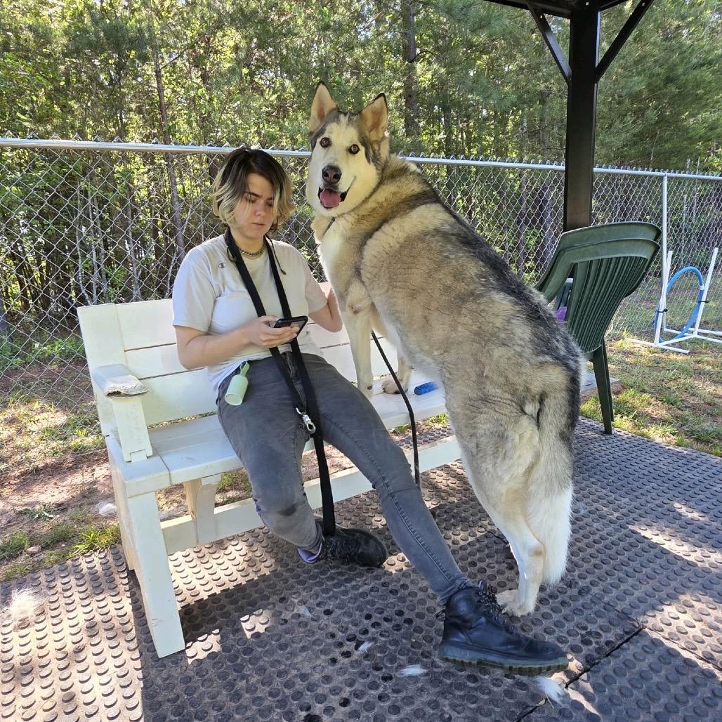Enlarge Creed, a Adoptable Husky in Columbus, NC image 4/6