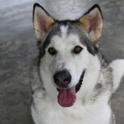 Enlarge Creed, a Adoptable Husky in Columbus, NC image 5/6