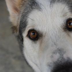 Enlarge Creed, a Adoptable Husky in Columbus, NC image 6/6