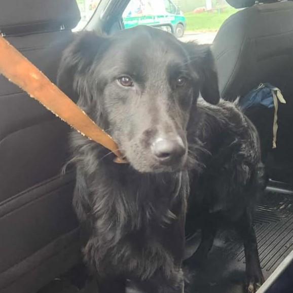 Orson, adopted, Adult Male Shepherd.