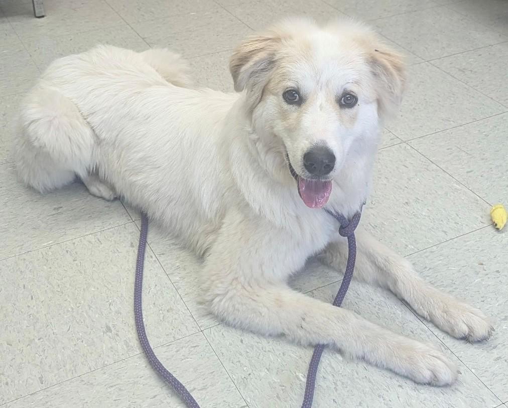 Enlarge Cinderella, a Adopted Great Pyrenees in Oakland, MD image 1/1