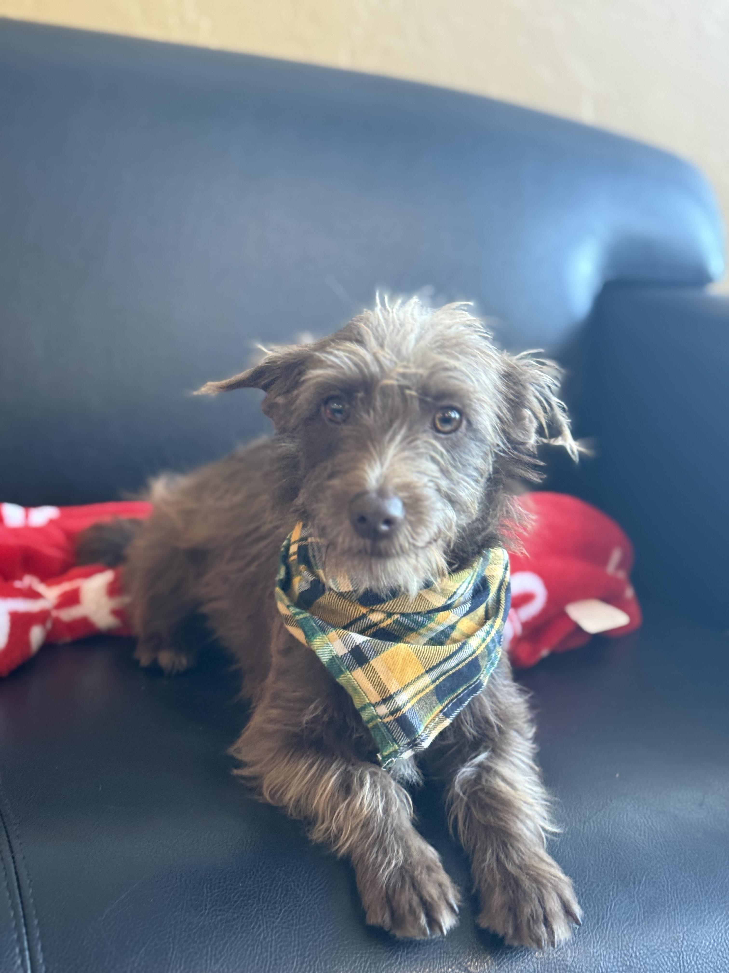 Pinecone thumbnail 2